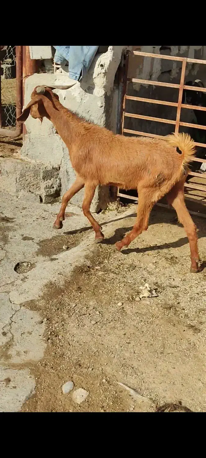 بز نژدی|حیوانات مزرعه|بهبهان, |دیوار