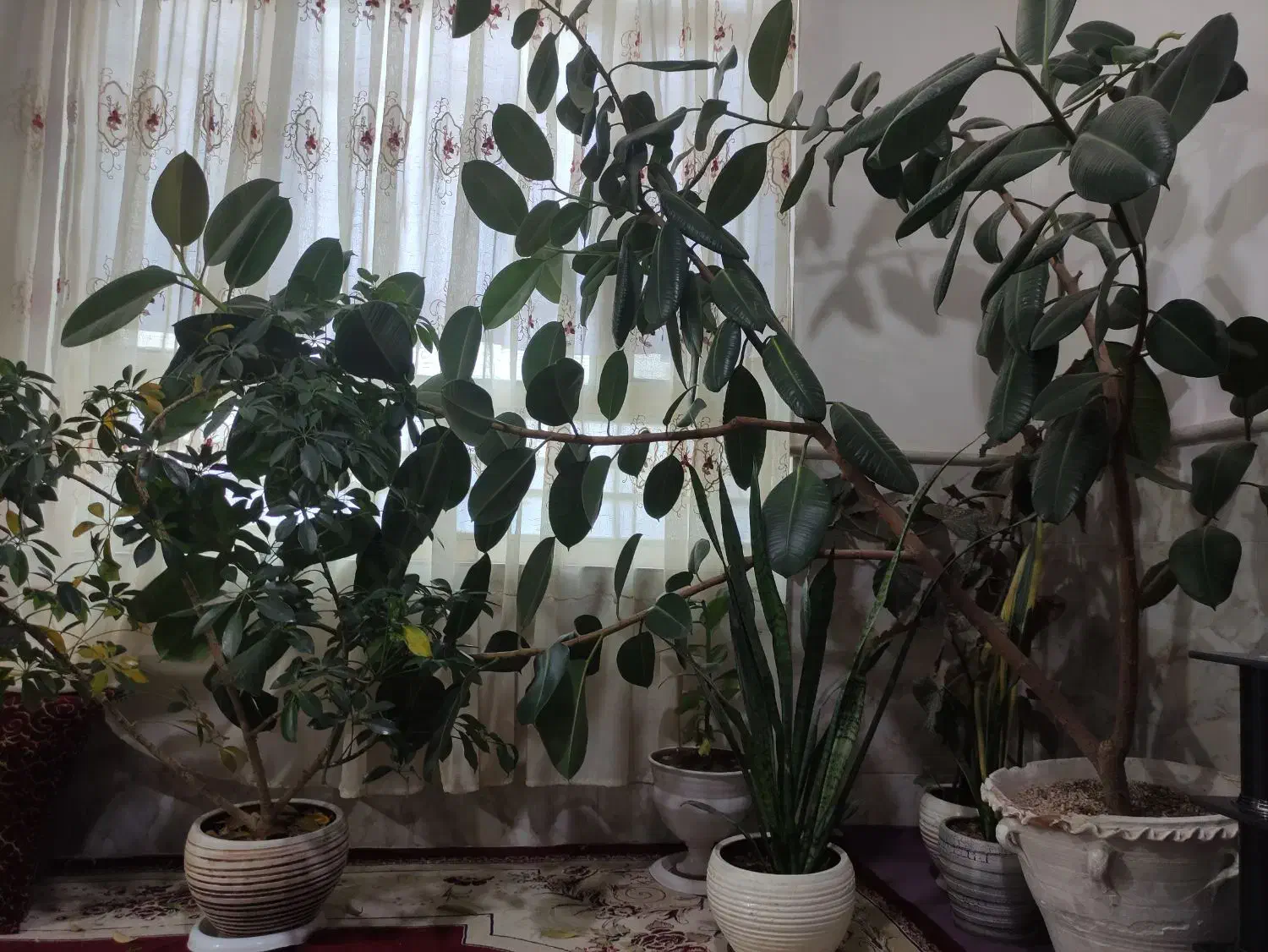 گل گیاه|گل و گیاه طبیعی|نیشابور, ده حلاج|دیوار