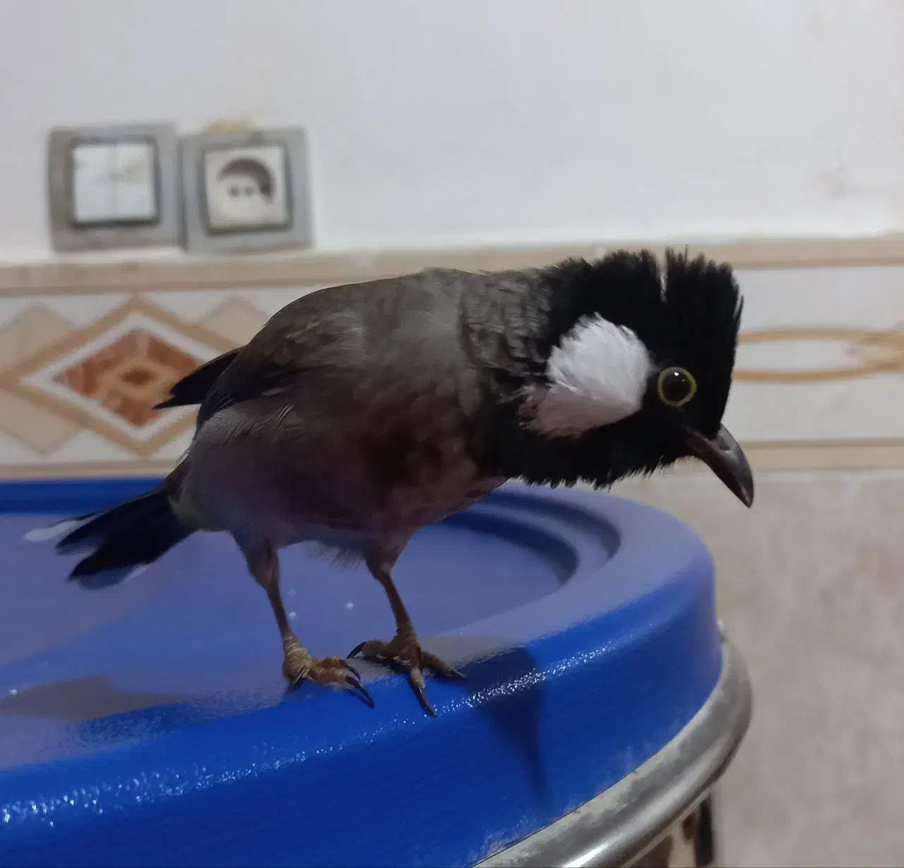 قناری گمشده|پرنده|چابهار, |دیوار