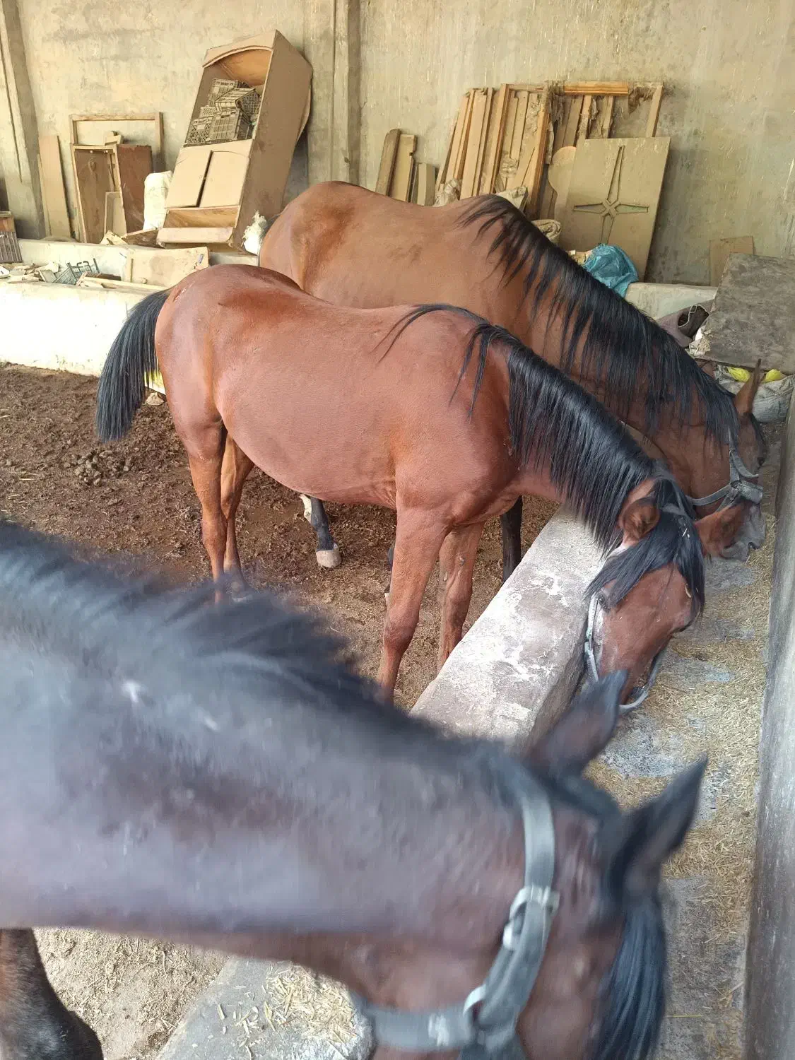 اسب|اسب و تجهیزات اسبسواری|شوشتر, |دیوار