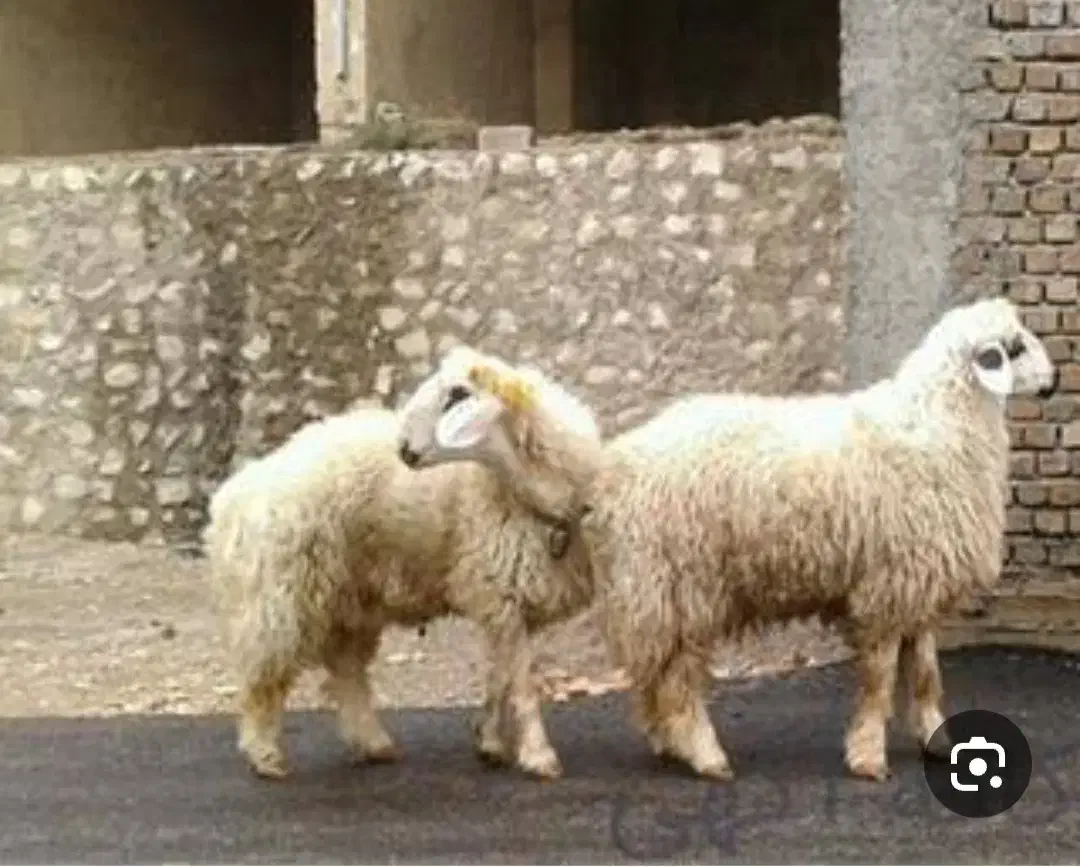فروش گوسفند  سید در شهریار|حیوانات مزرعه|شهریار, شهریار|دیوار