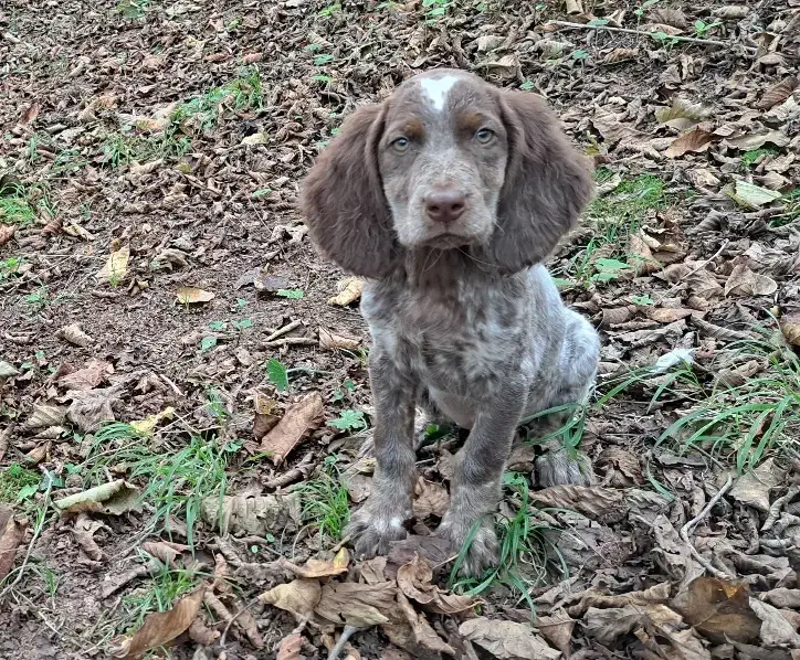 توله سیتر|سگ|رحیمآباد, |دیوار