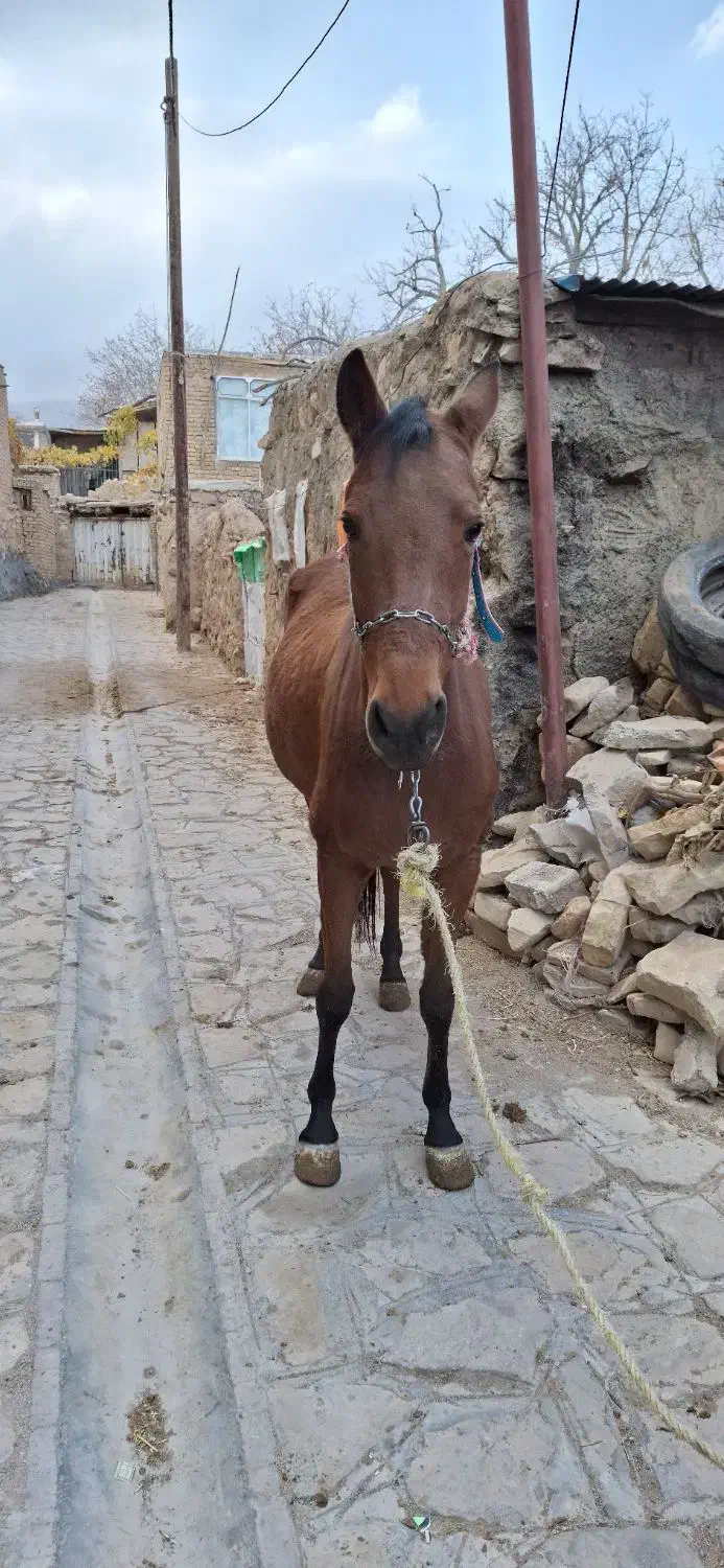 اسب  ترکمن|اسب و تجهیزات اسب‌سواری|بجنورد, |دیوار