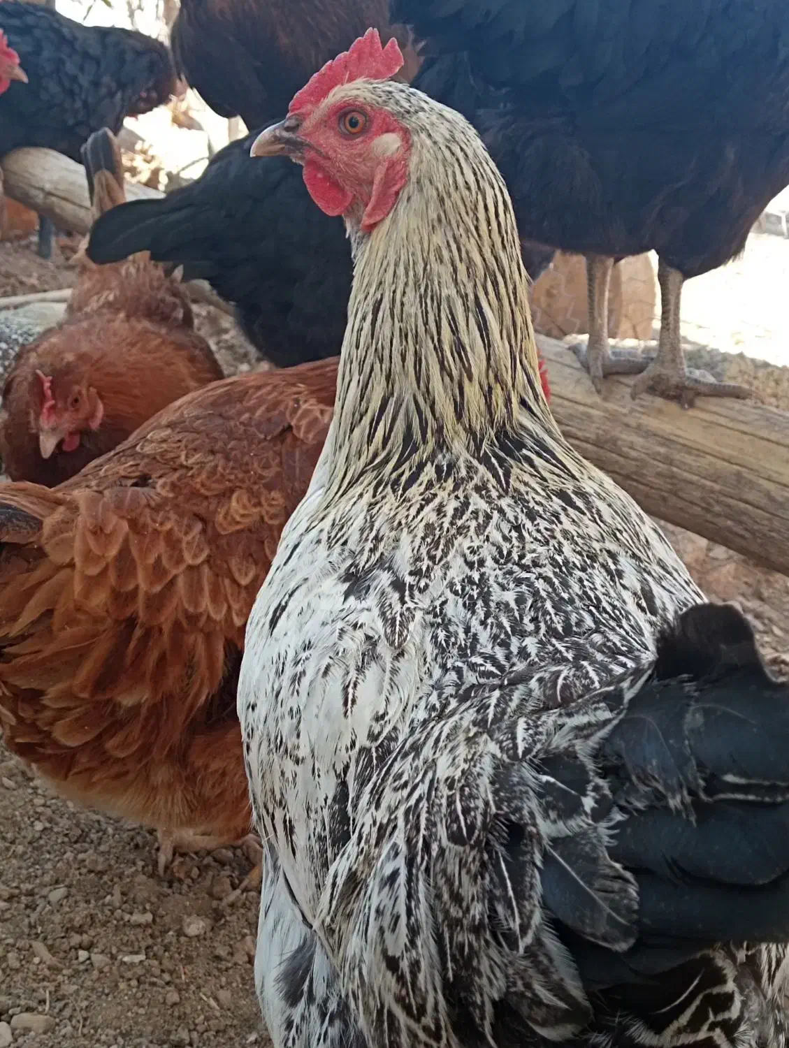 فروش تعدادی مرغ تخمگذار درجه۱|حیوانات مزرعه|بوکان, |دیوار