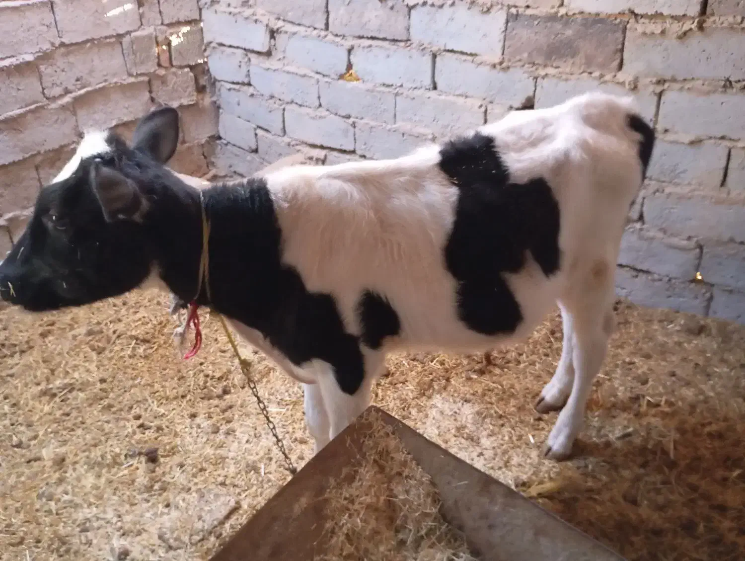 گوسالهنر|حیوانات مزرعه|زهک, |دیوار