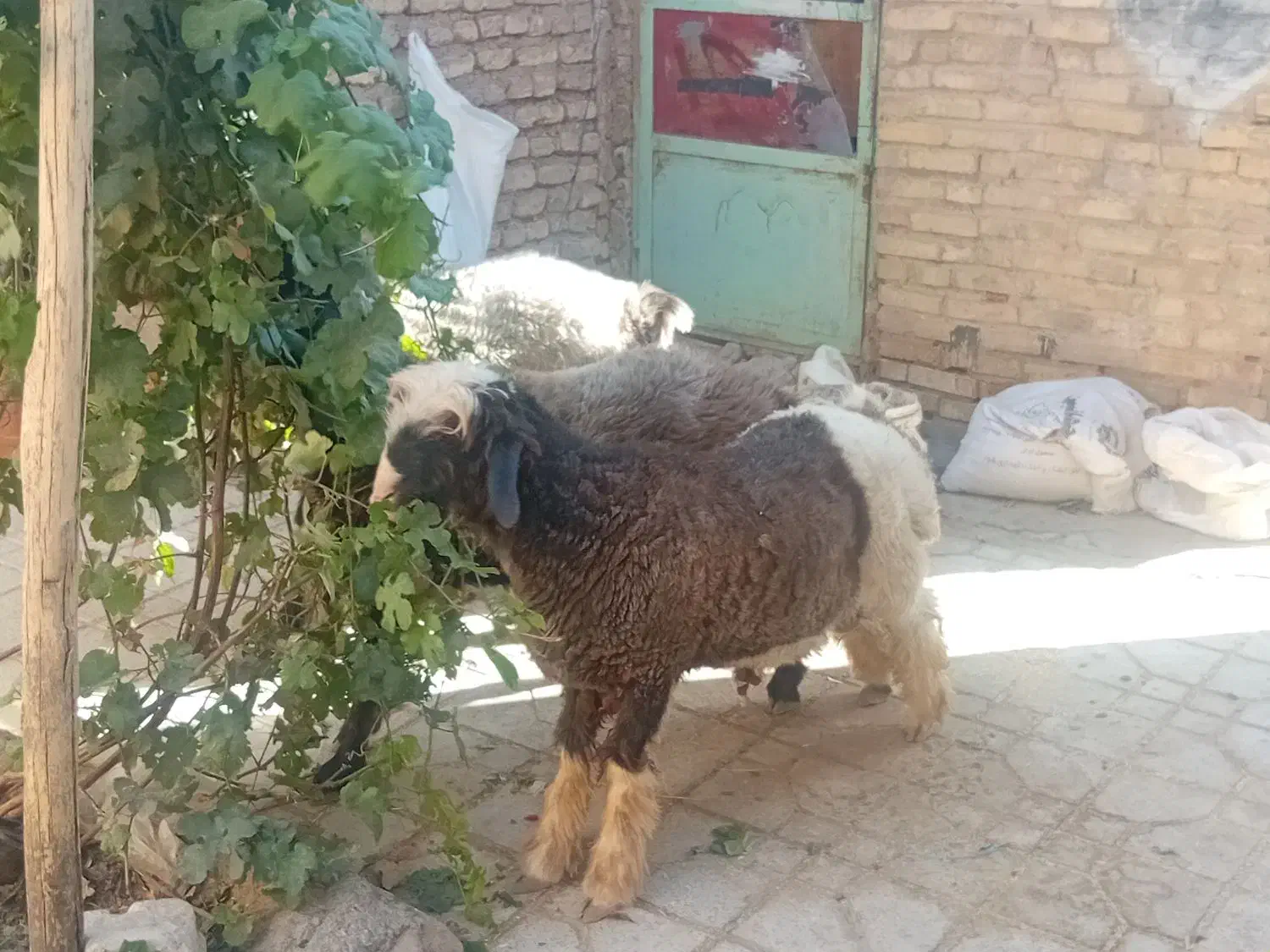 فروش بره|حیوانات مزرعه|بروجن, |دیوار