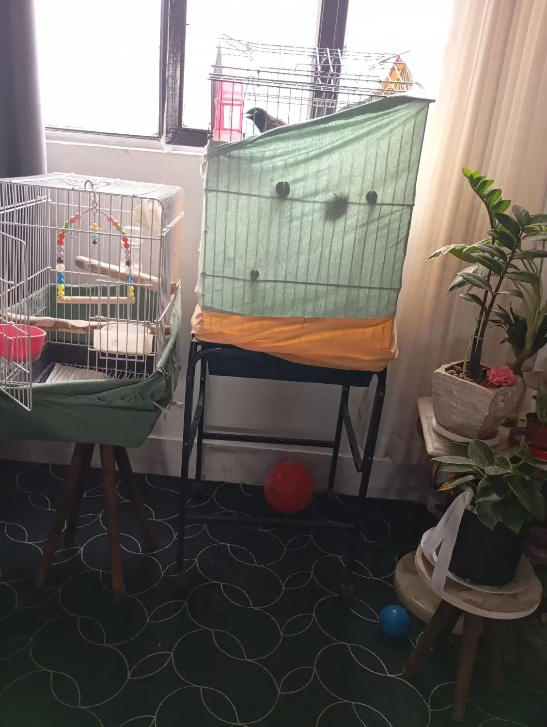 مرغ مینا|پرنده|قدس, شهر‌قدس|دیوار