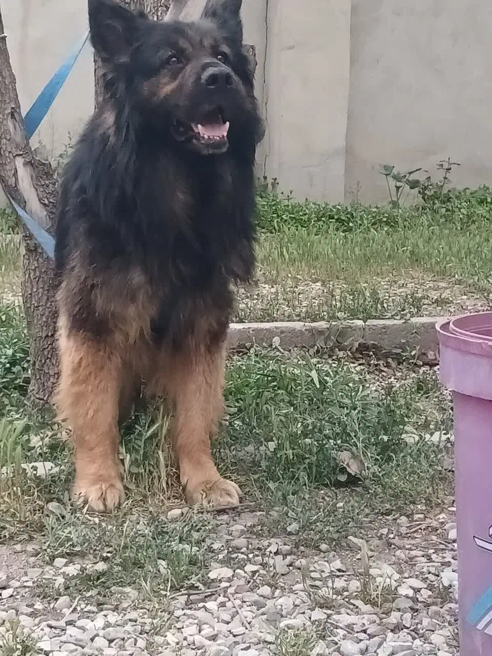 ژرمن شیب دار نرو ماده باتوله|سگ|کرج, شهرک رازی (حصارک)|دیوار