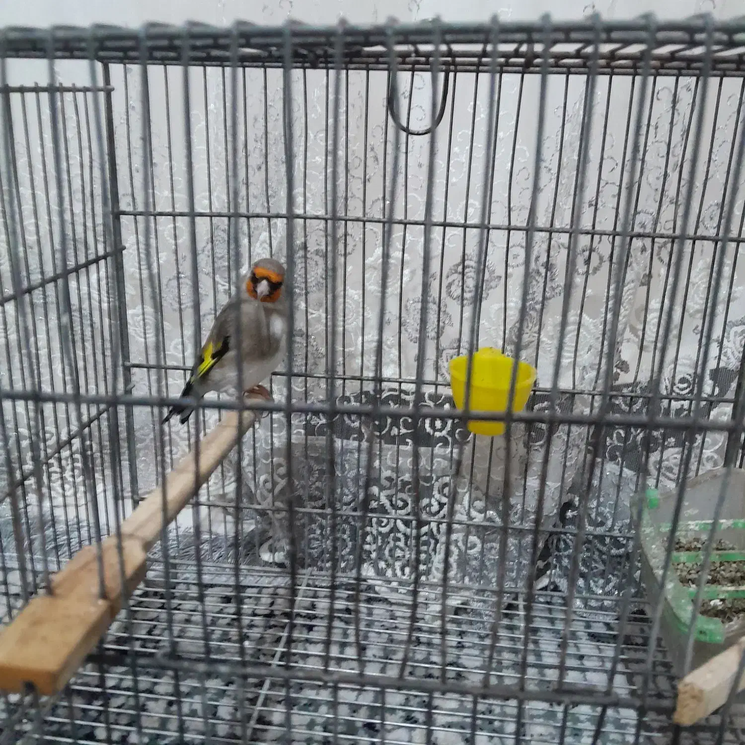 سره|پرنده|بهارستان, |دیوار