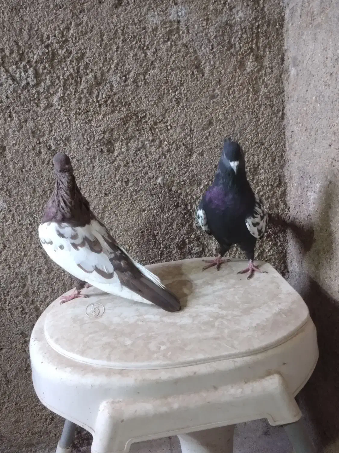 جفت سینه ای با یک جوجه تو چالی|پرنده|فیروزآباد (فارس), |دیوار