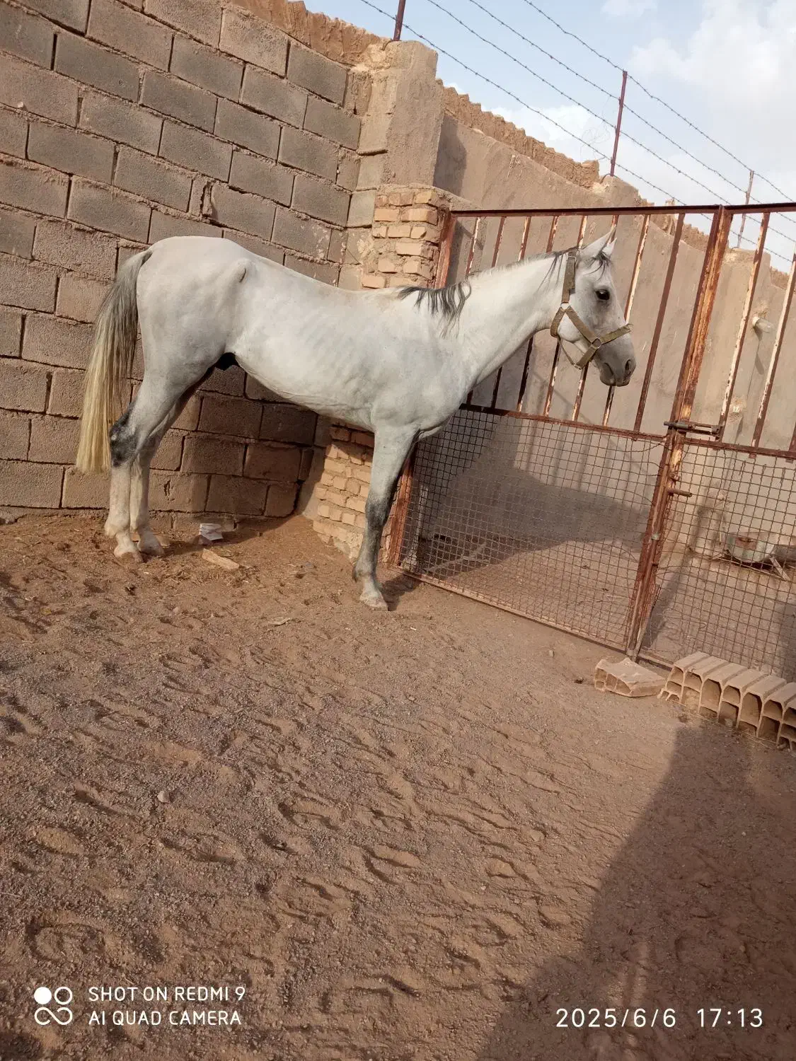 نریان ترکمن و کره نریان ترکمن|اسب و تجهیزات اسبسواری|کاشمر, |دیوار