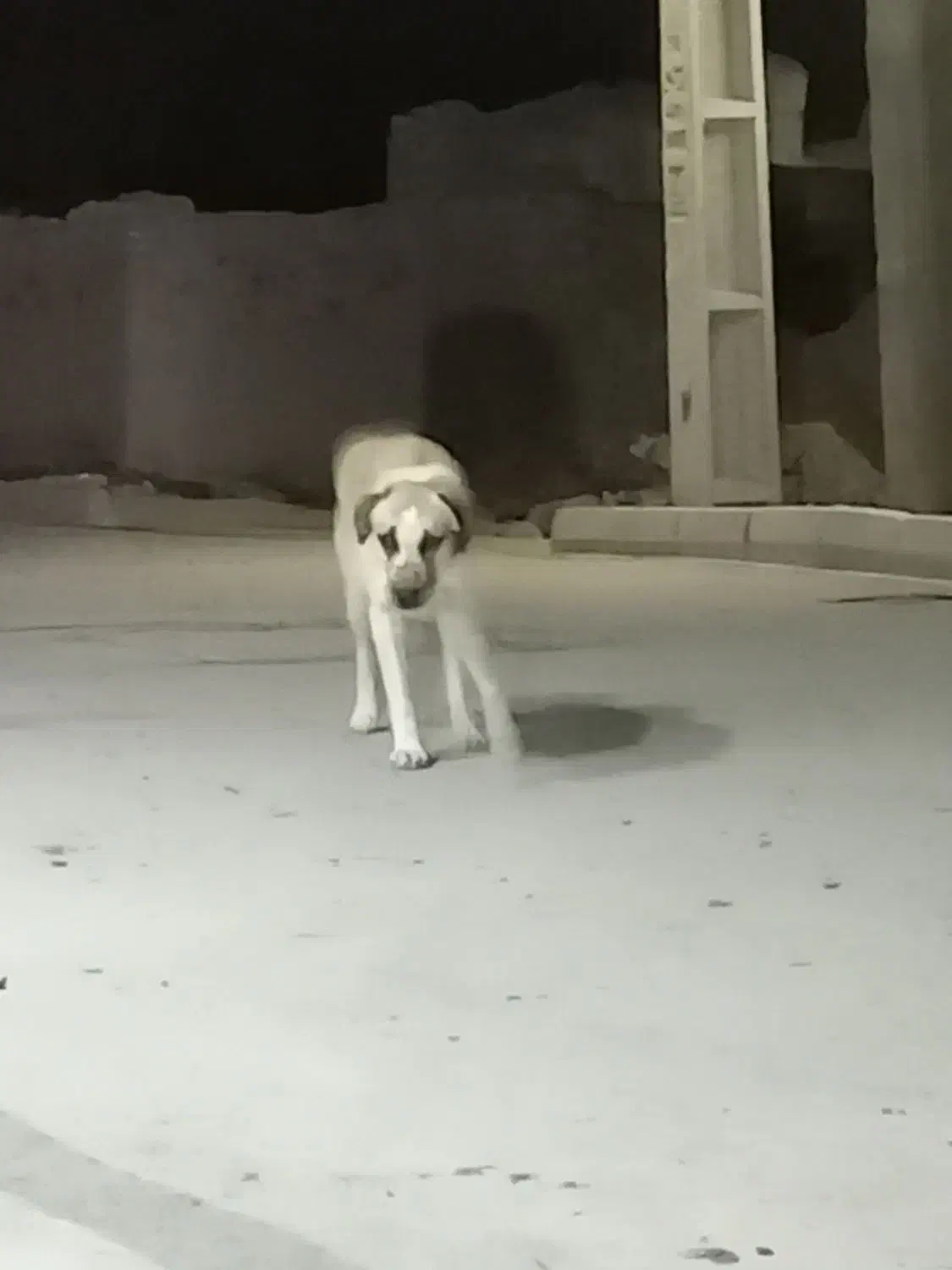 سگ گلهای|سگ|کرفتو, |دیوار