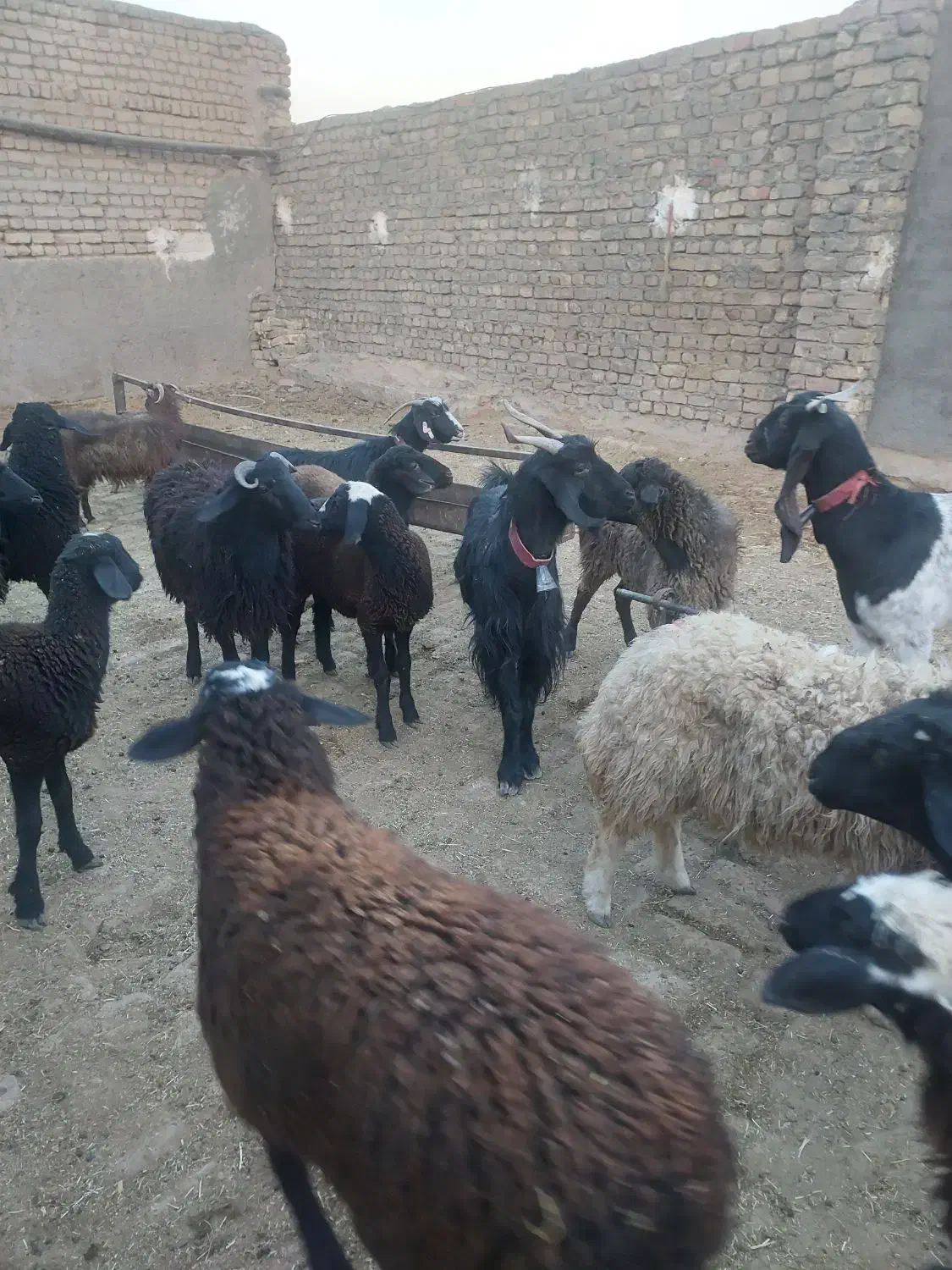 بره وبزغاله یجایی۲۵ تا|حیوانات مزرعه|قم, قلعه صدری|دیوار
