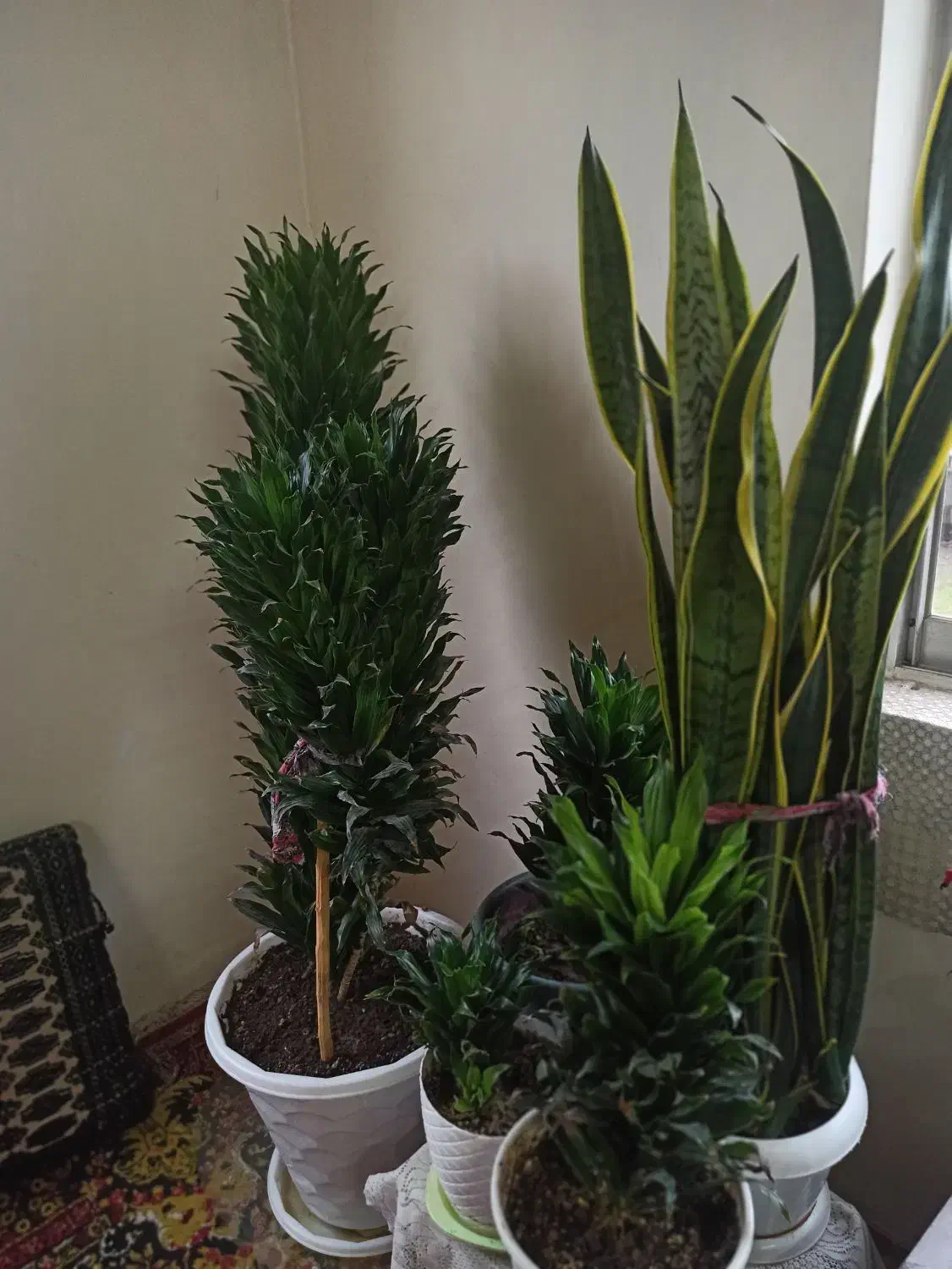 گلهای زینتی|گل و گیاه طبیعی|رشت, کوی مهر|دیوار