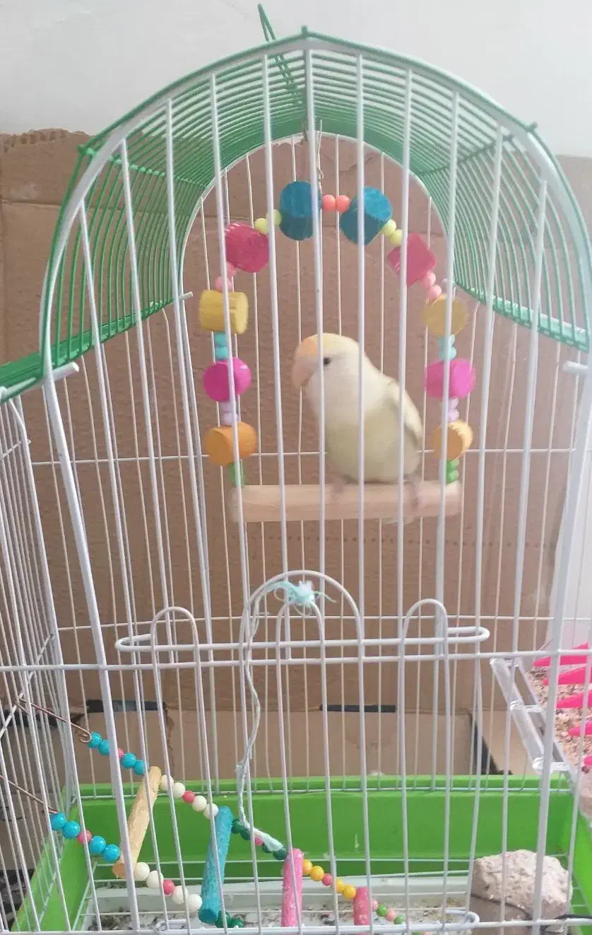 طوطی برزیلی|پرنده|نهاوند, |دیوار