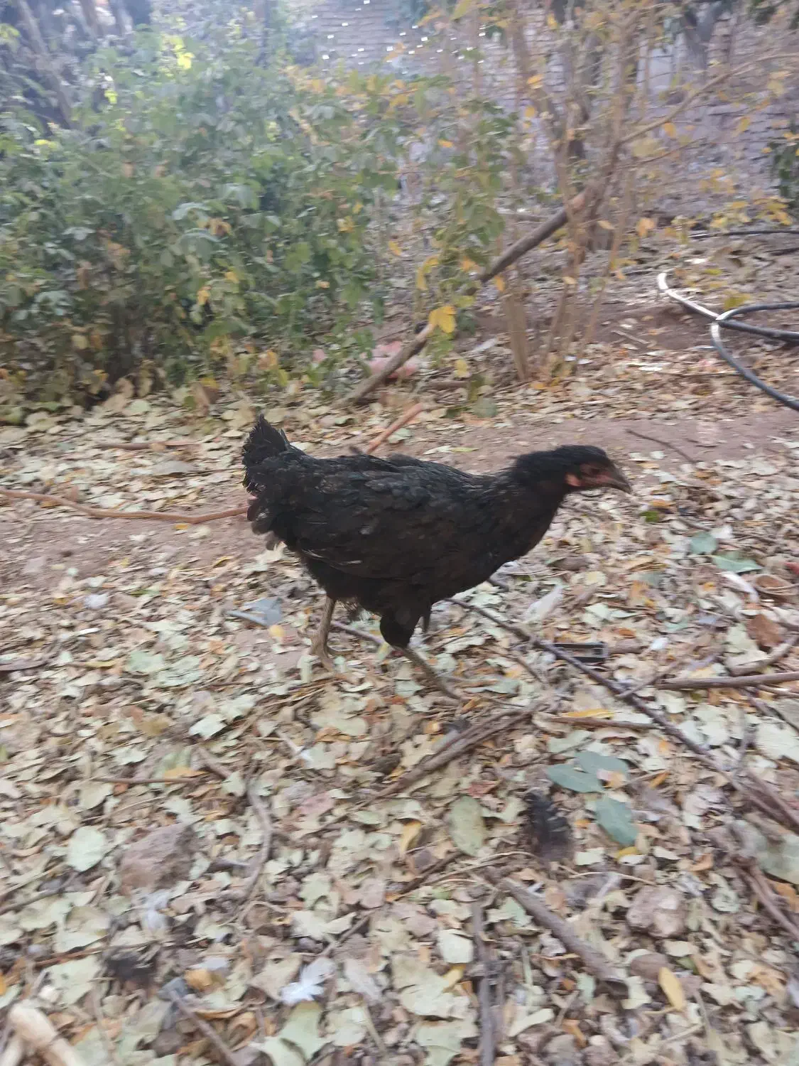 جوجه خروس مرغ|حیوانات مزرعه|قزوین, |دیوار