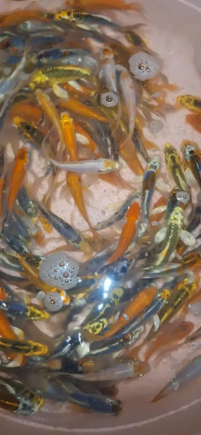 کوی پوست چرم باله بلند|ماهی|چهارباغ, |دیوار