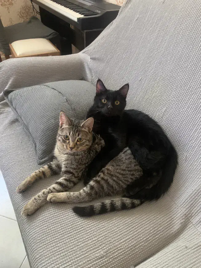 واگذاری رایگان DSH|گربه|مشهد, رضاشهر|دیوار