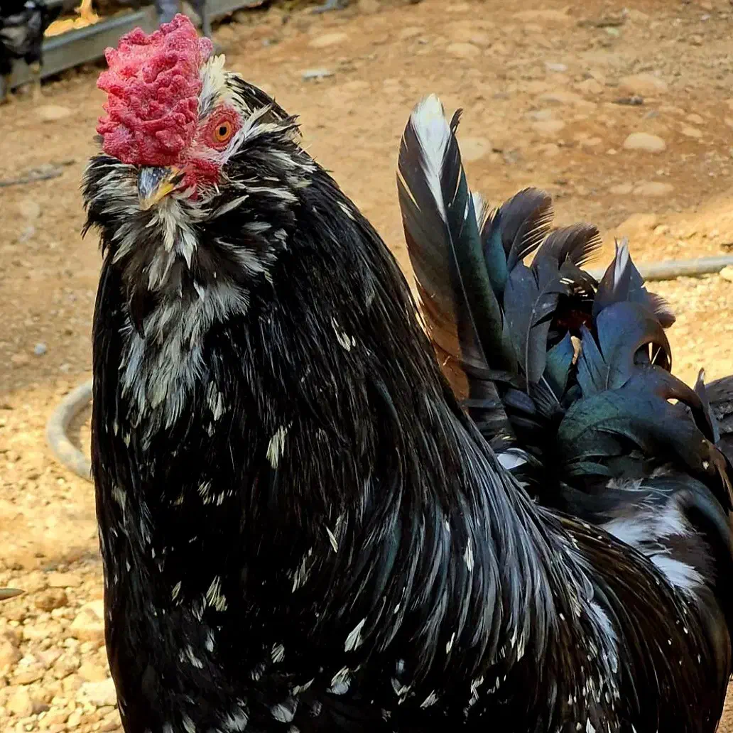 تخم مرغ و جوجه و مرغ و خروس گلین محلی ریش منگوله|حیوانات مزرعه|شیراز, گل سرخ|دیوار