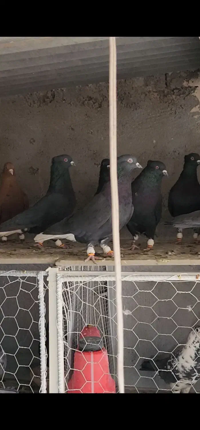 ۲۸ تا دمسفید آس|پرنده|مه ولات, |دیوار