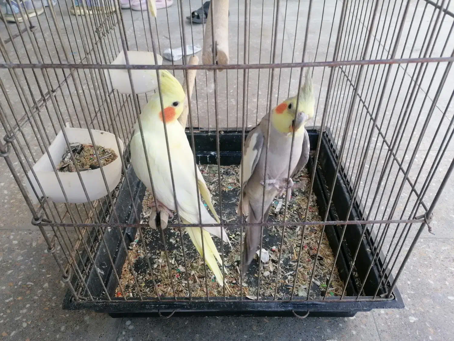 عروس هلندی مولد روی تخم|پرنده|نورآباد ممسنی, |دیوار