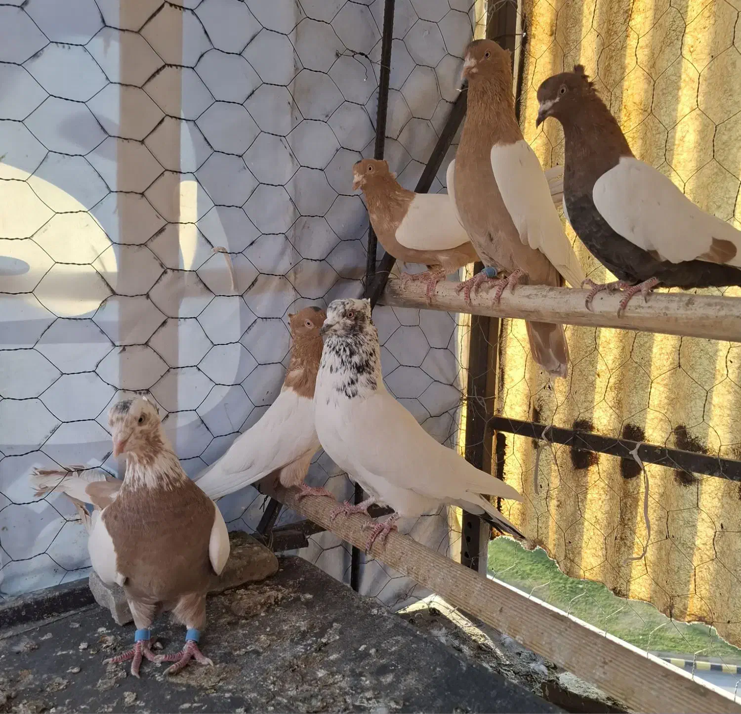 کبوتر طوق وحسن خانی|پرنده|سنندج, |دیوار