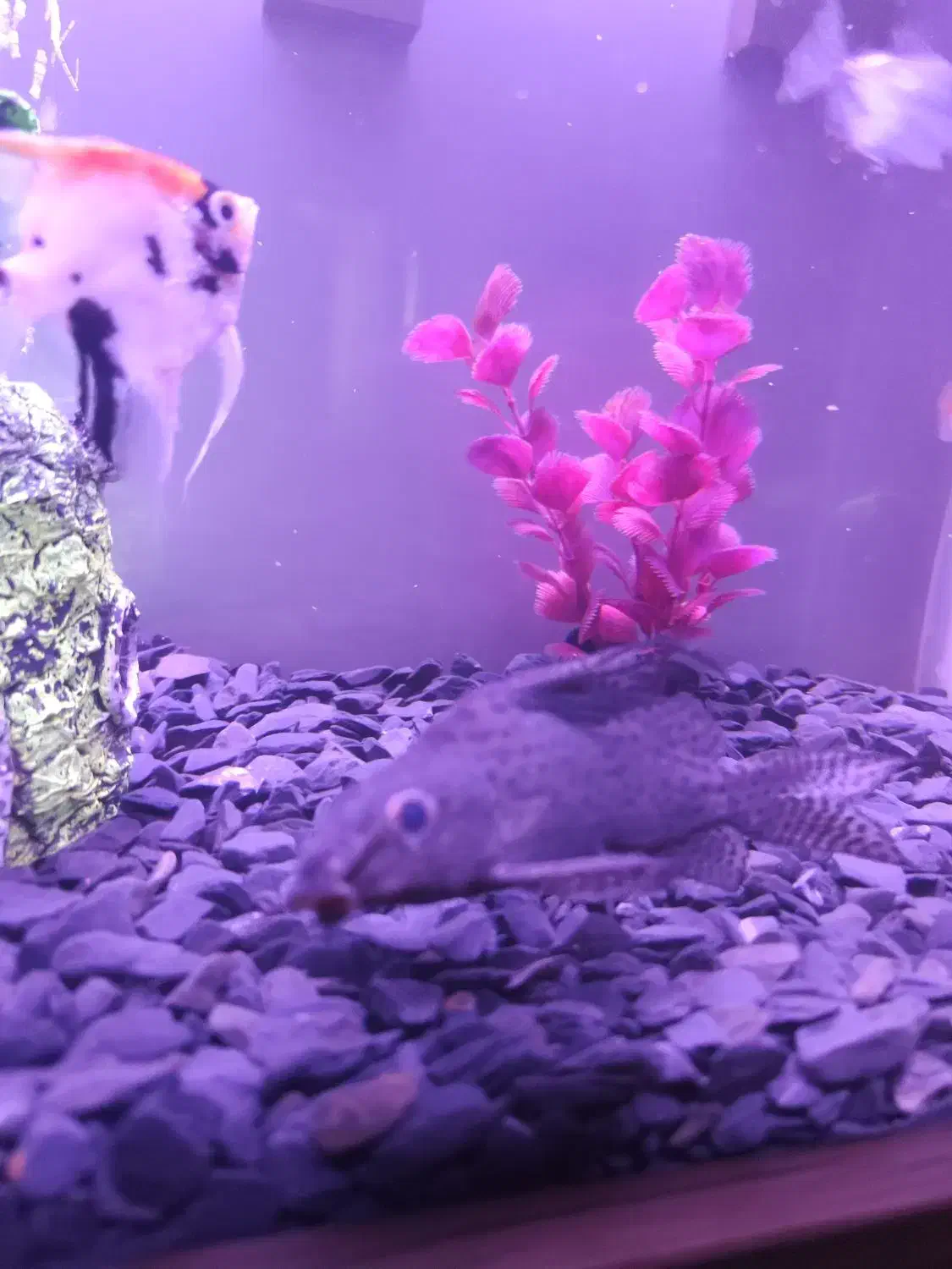 کت فیش|ماهی|چهاردانگه (تهران), |دیوار