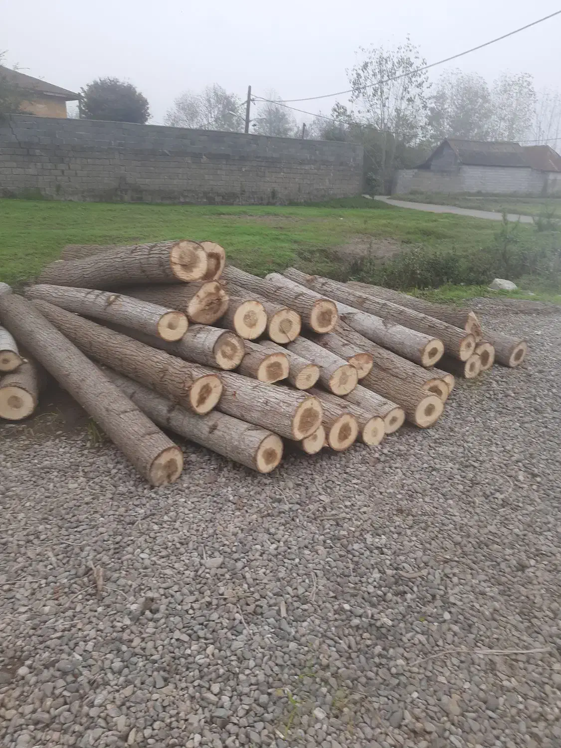 خرید چوب صنوبر و....|خدمات باغبانی و درختکاری|کوچصفهان, |دیوار