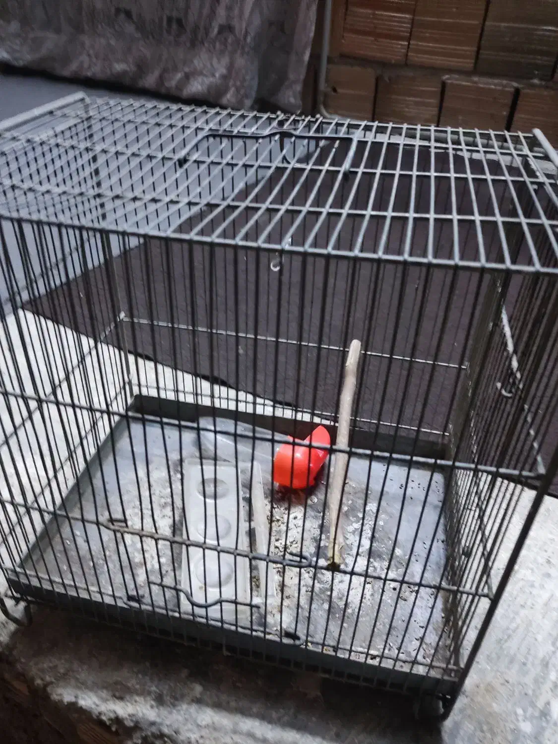 قفس سهره|لوازم جانبی حیوانات|مزرعه کتول, |دیوار