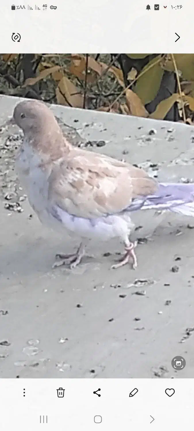 کبوتر گم شده|حیوانات|تویسرکان, |دیوار