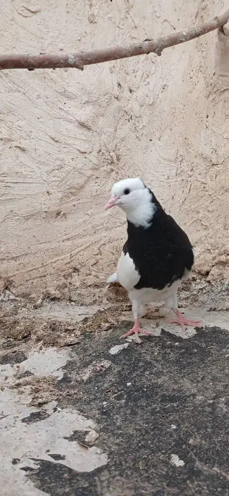 طوقی مشکی|پرنده|مریوان, |دیوار