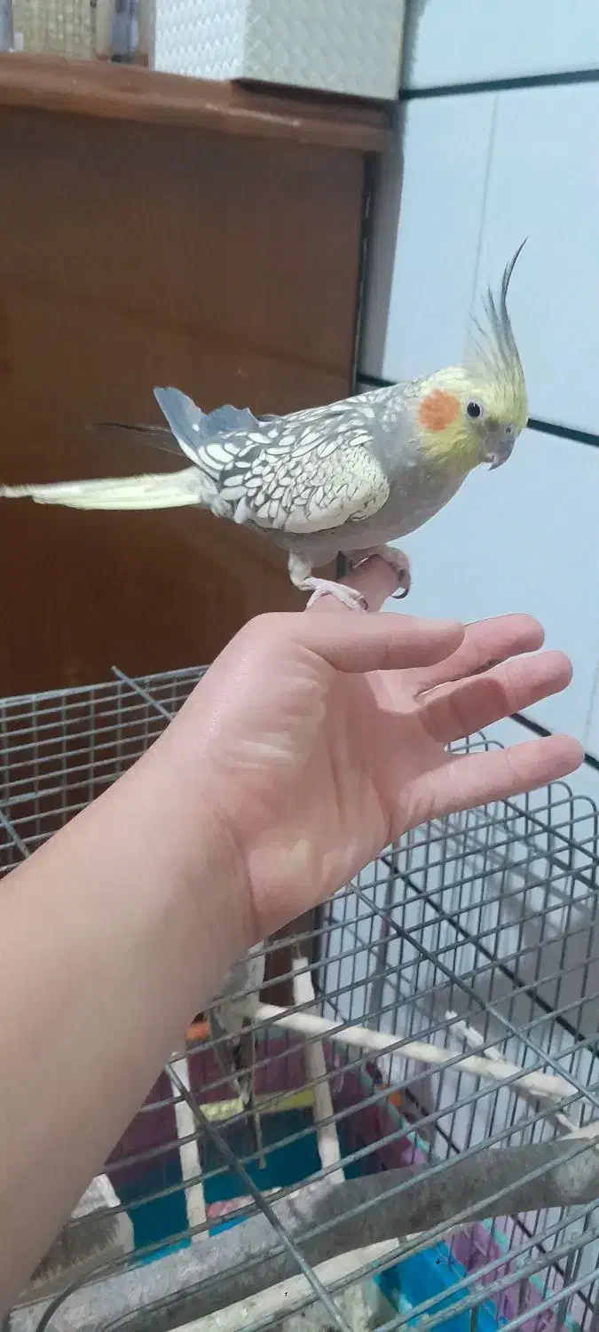 نروماده عروس هلندی دستی|پرنده|کاشان, فاز ۲ ناجی آباد|دیوار