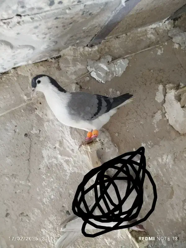 کبوتر پرشی|پرنده|نیشابور, مازول|دیوار