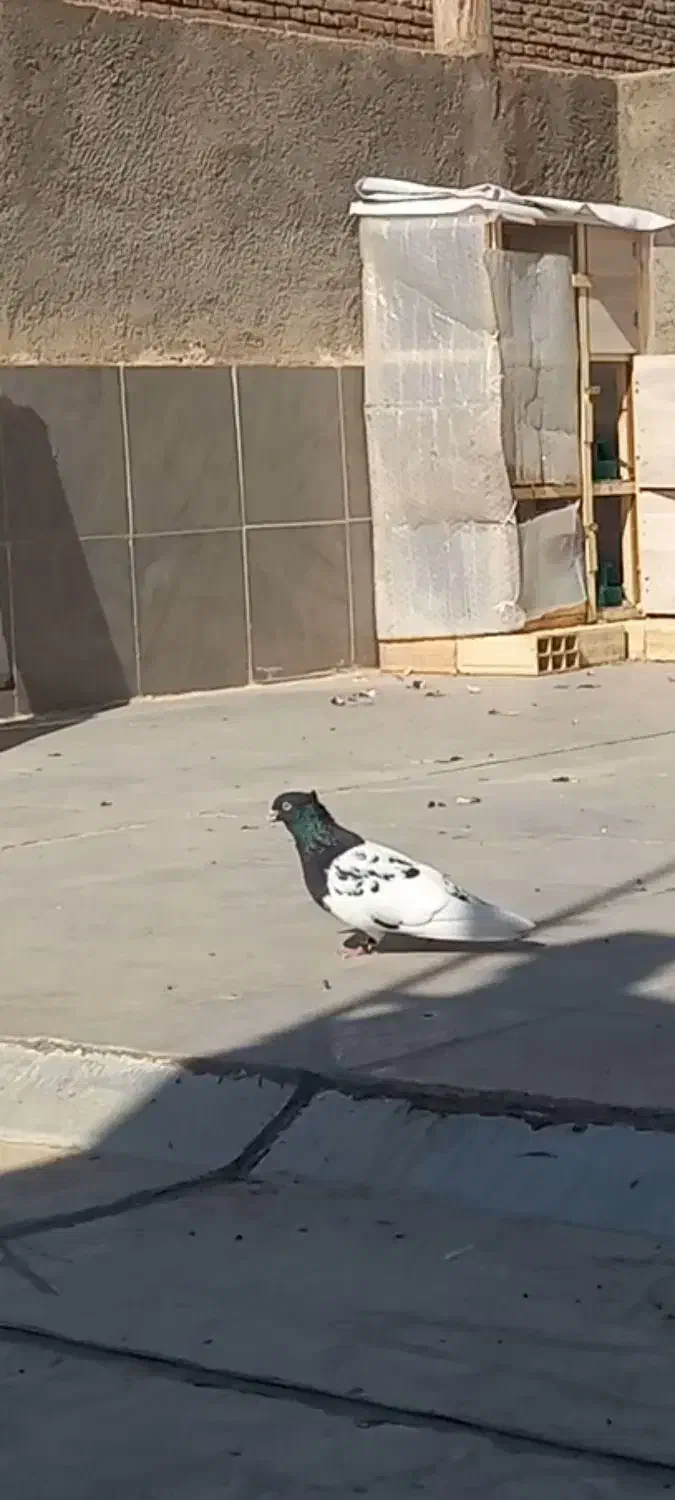 کله سیاه گم شده|حیوانات|سبزوار, گلشن|دیوار