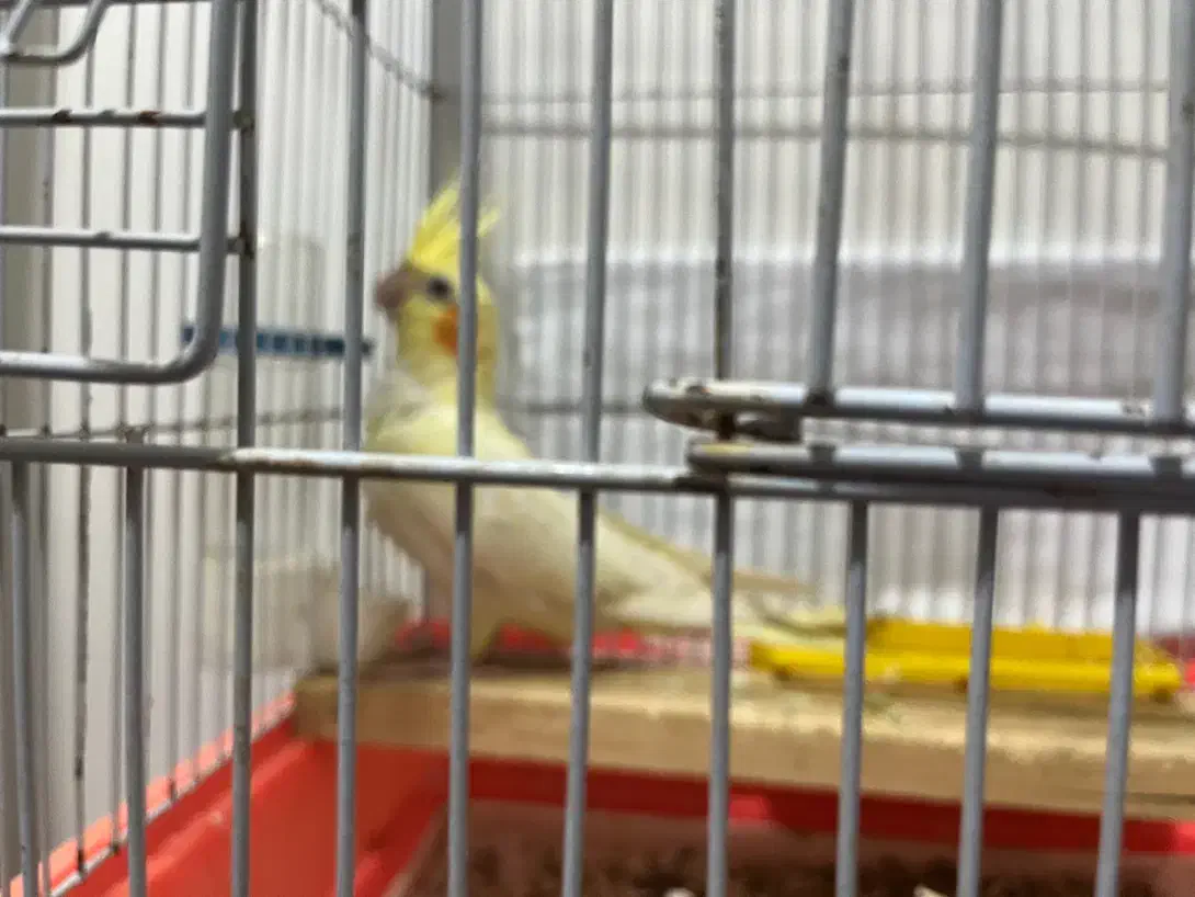 عروس پاریس|پرنده|اهواز, کیانپارس |دیوار