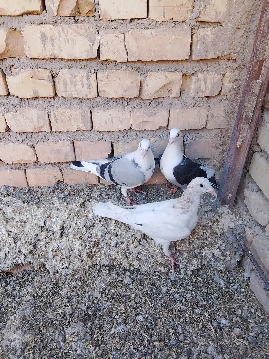 جوجه گراف|پرنده|تربتحیدریه, کاشانی|دیوار