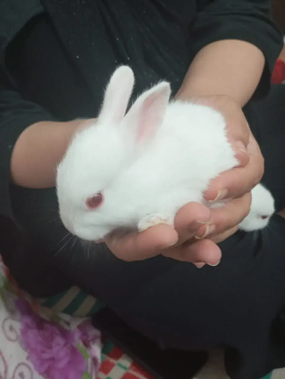 خرگوش|موش و خرگوش|بندر دیر, |دیوار