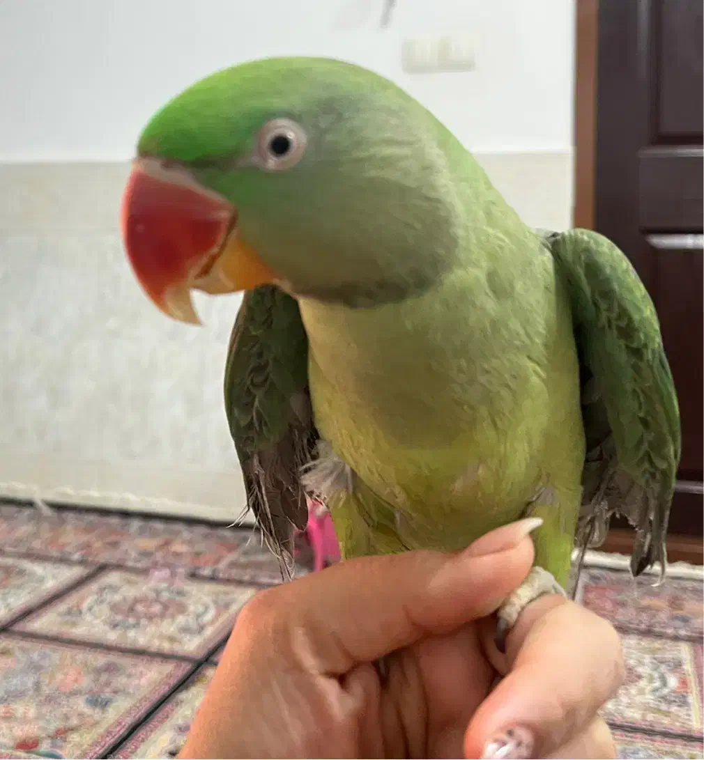 شاه طوطی سالم و کم نظیر|پرنده|بیرجند, |دیوار