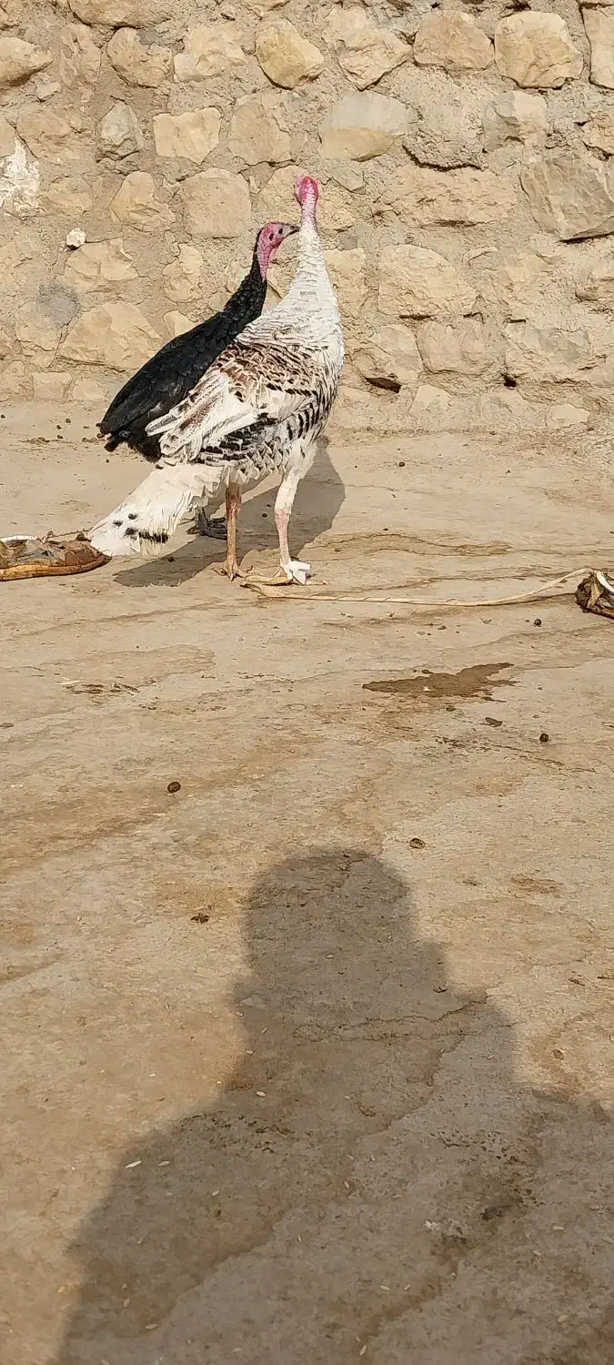 بوقلمون|حیوانات مزرعه|ماهیدشت, |دیوار