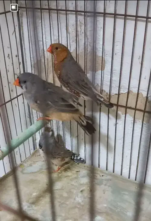 فنج|پرنده|بندرعباس, |دیوار