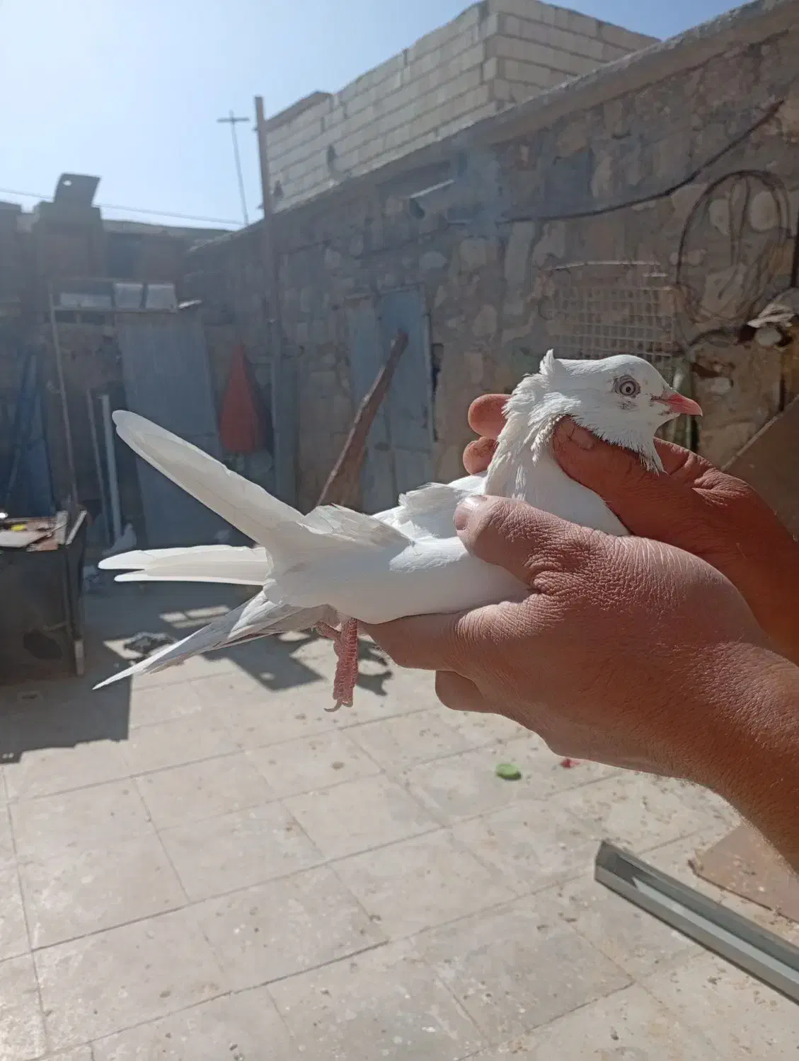 کبوتر دم الماسی|پرنده|فسا, |دیوار