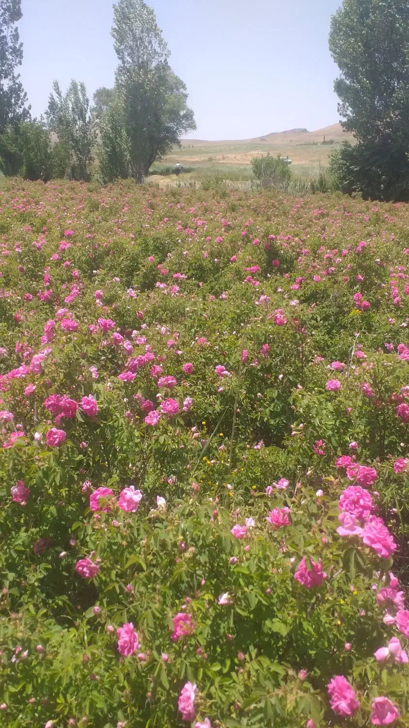 نهال گل محمدی( گلباخی)|خدمات باغبانی و درختکاری|سنندج, |دیوار