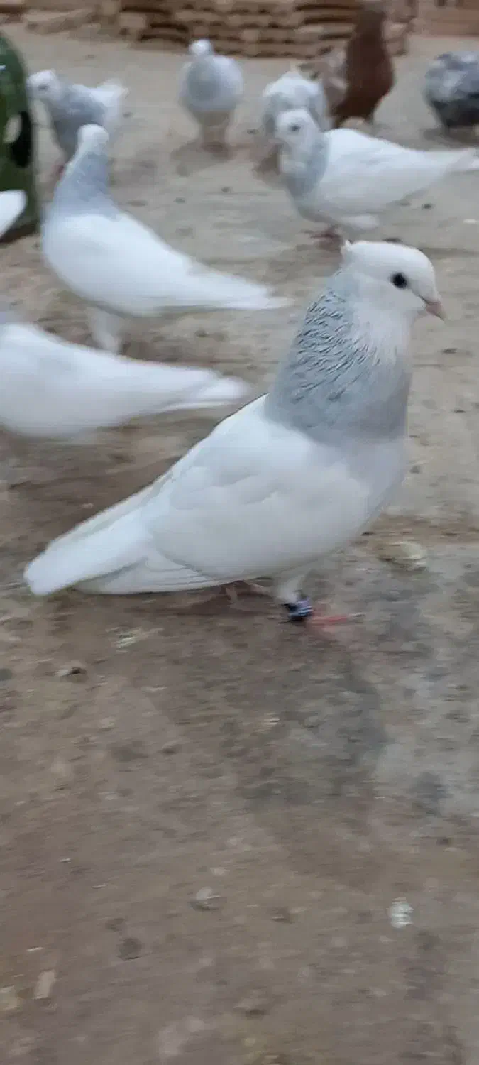 کبوتر تزیینی طوقی ابی|پرنده|قم, کاسه گران|دیوار