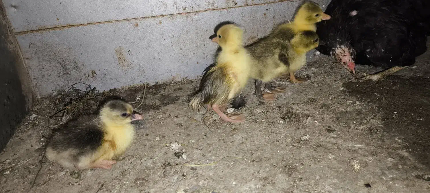 جوجه غاز|حیوانات مزرعه|امیدیه, |دیوار