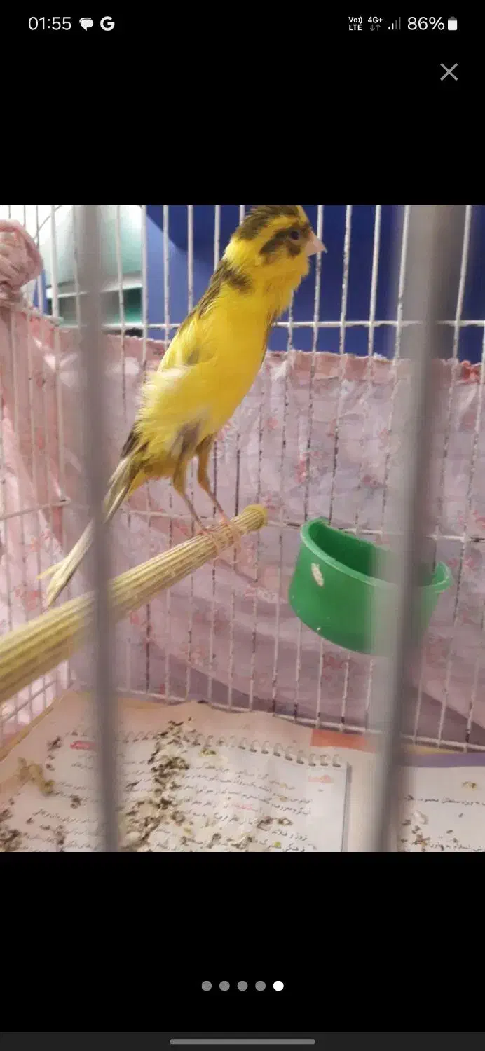 معاوضه قناری با سهره|پرنده|ملایر, |دیوار