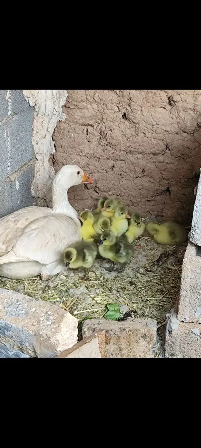 غاز جوان محلی|حیوانات مزرعه|شیراز, دودمان|دیوار