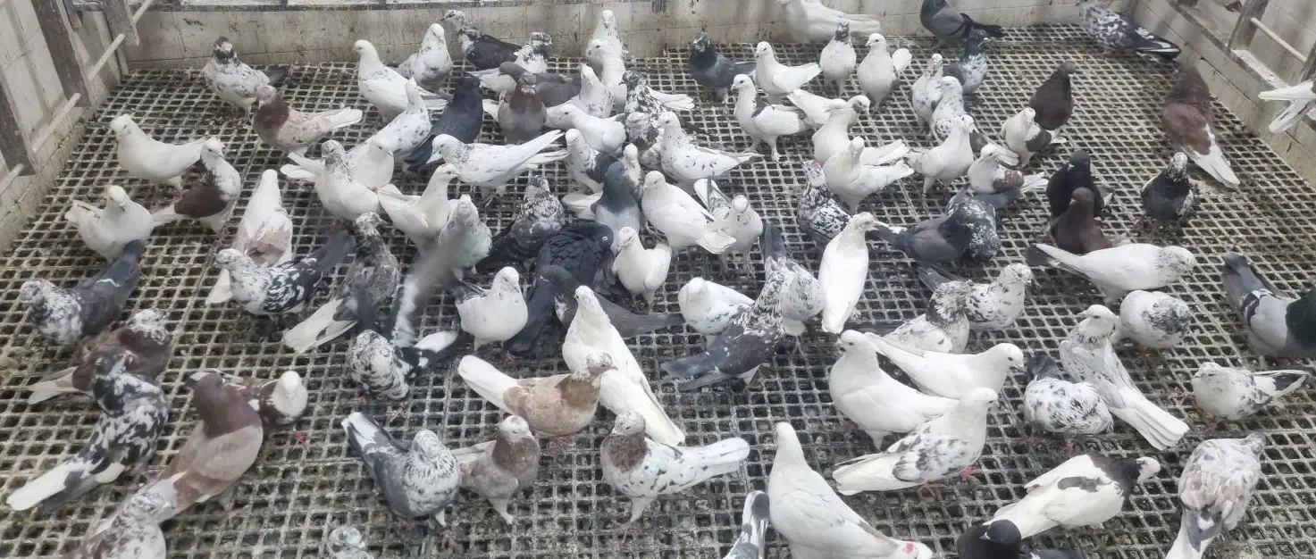 ۱۵۰ عدد پرشی|پرنده|اصفهان, عطار نیشابوری|دیوار