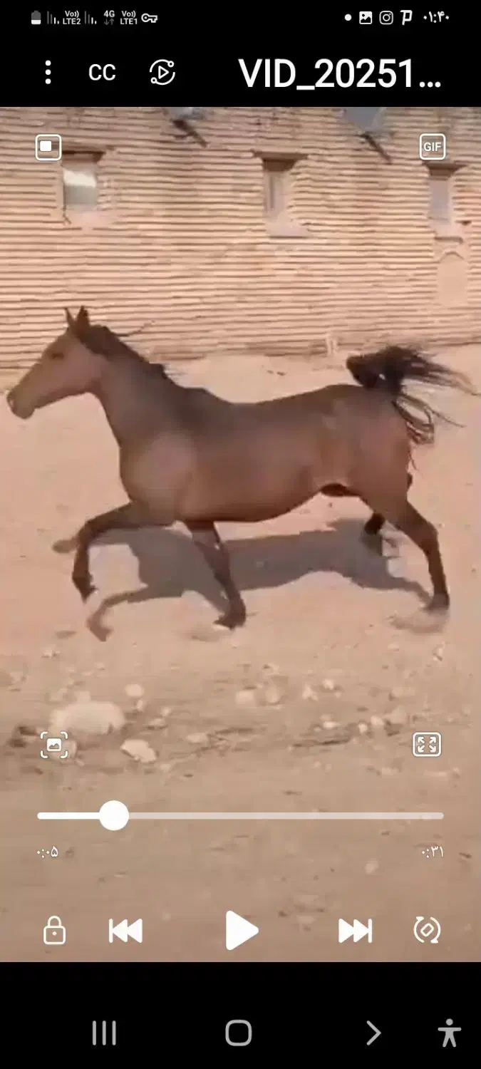 مادیون ترک دره شور مال تک بندی|اسب و تجهیزات اسب‌سواری|لاران, |دیوار