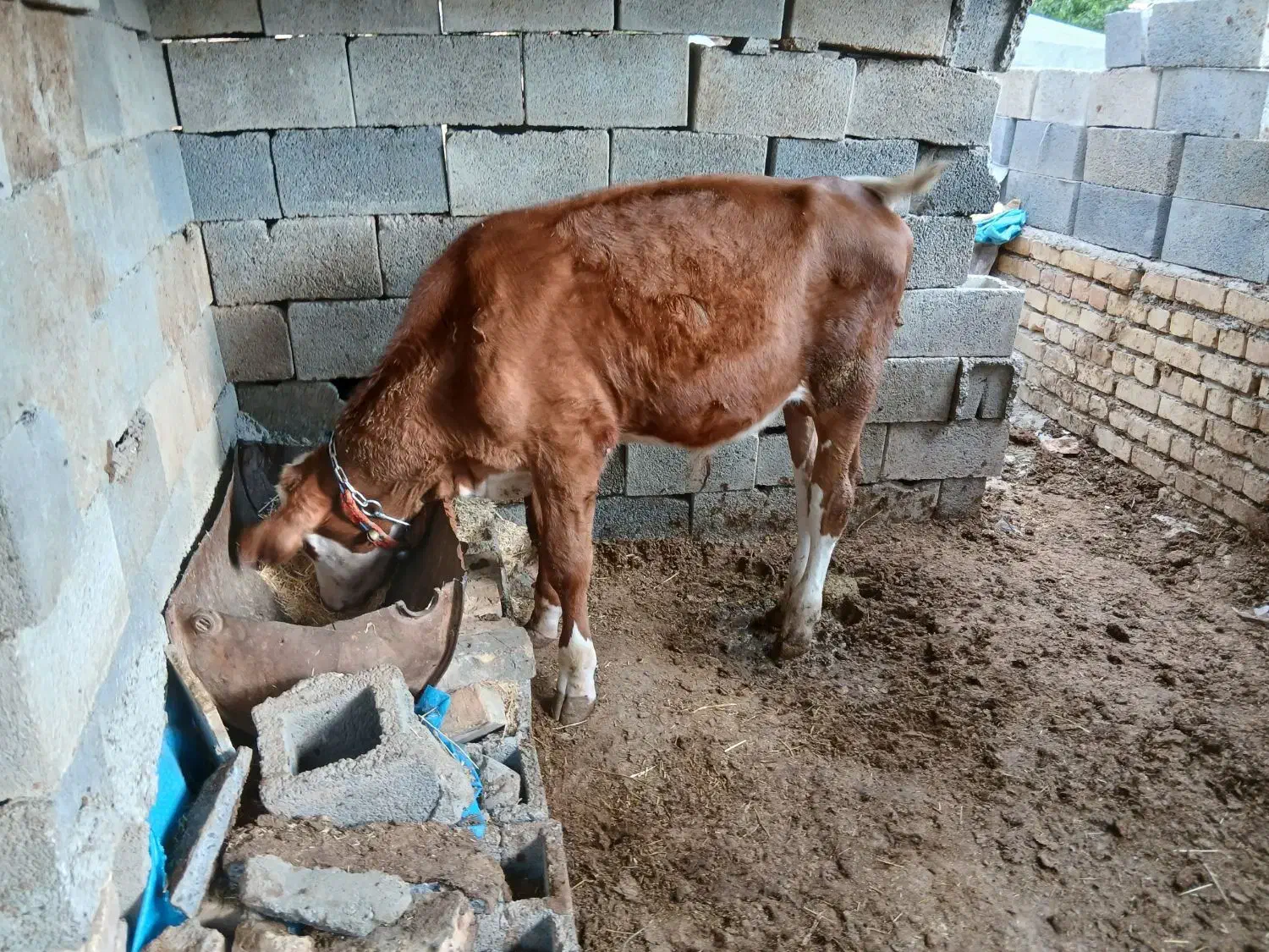 گاو و گوساله|حیوانات مزرعه|داران, |دیوار