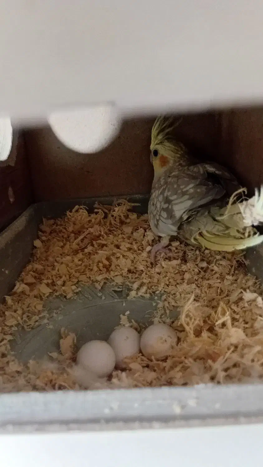 عروس هلندی مولد|پرنده|قم, انصار‌الحسین|دیوار